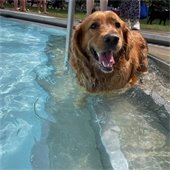 A dog standing on pool steps