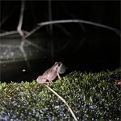 A toad sitting on a branch at night