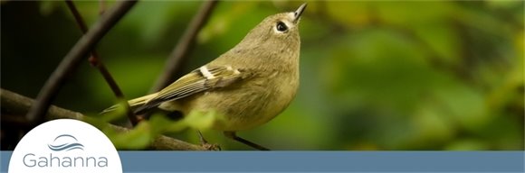 Photo of a small, brown bird sitting on a branch in a tree.