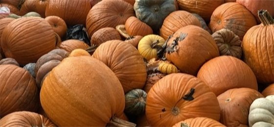 a green bin full of pumpkins for composting
