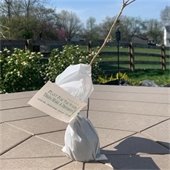 A picture of a tree sapling with a note to plant for Arbor Day