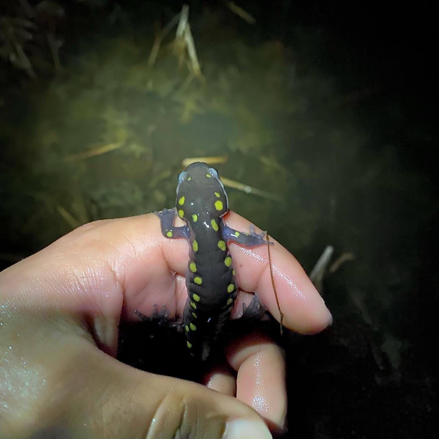 Vernal Pool Outdoor Exploration